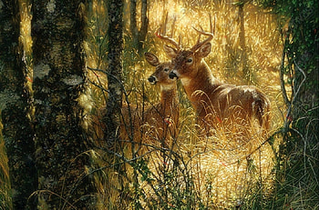 A Gloden Moment, attractions in dreams, forests, grass, paintings, love four seasons, summer, deer, animals, nature, whitetail deer HD wallpaper