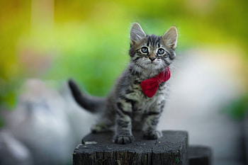 Cat with bow tie, animal, kitten, Cat, kitty HD wallpaper