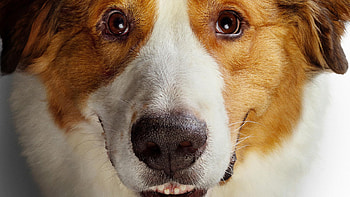 A Dog's Purpose, Collection, Movie fanart, Dogs HD wallpaper