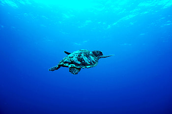 Blue sea, Underwater, aquatic animal, turtle HD wallpaper