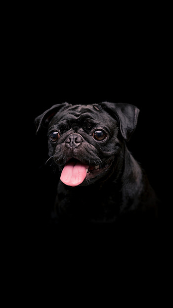 Pug, Pets HD phone wallpaper