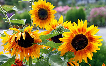 Flowers, Sunflowers, Summer, Greens, Garden HD wallpaper