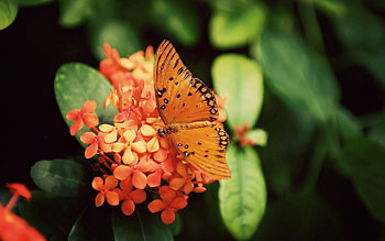 Flowers, Plant, Macro, Butterfly HD wallpaper