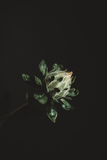 Flower, Plant, Macro, Dark, Bud HD phone wallpaper
