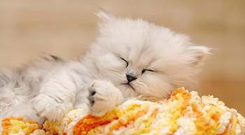 Adorable sleeping kitten, sweet, kitten, cute, cat HD wallpaper