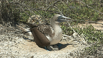 Booby chick, Animal bird, , Booby HD wallpaper