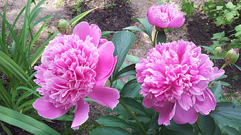Pink Flowers, pink, leaves, flowers, lovely HD wallpaper