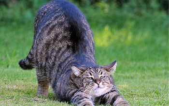 Animals, Grass, Cat, Striped, Fat, Thick, Kid, Tot, Stretch HD wallpaper