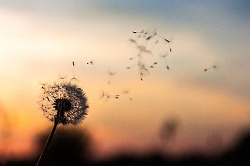 Flowers, Blur, Smooth, Dandelion, Fluff, Fuzz HD wallpaper