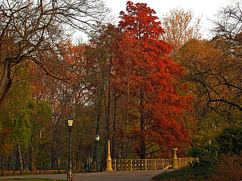 Majestic Red Tree, red, trees, view, bridge, beautiful, lovely HD wallpaper