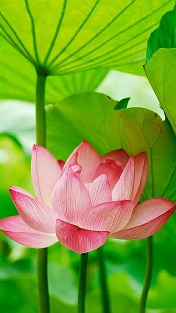 Lotus Flower, Adorable Lotus HD phone wallpaper