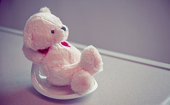 Miscellanea, Miscellaneous, Bear, Plate, Soft Toy HD wallpaper