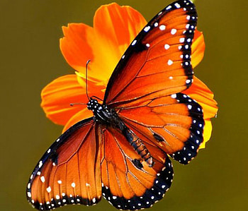 Queen Butterfly on Flower, animal, butterfly, insects, flowers, queen HD wallpaper