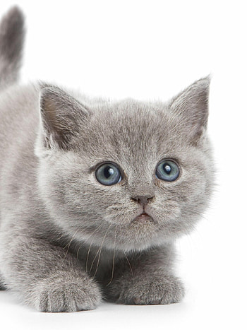 Grey kittens, Cute feline friends, Fluffy companions, Playful HD phone wallpaper