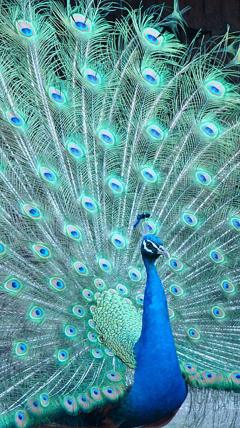 Peacock, Adorable, Bird HD phone wallpaper