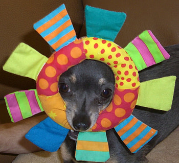BELLA THE FLOWER GIRL, dog, puppy, funny, chihuahua HD wallpaper