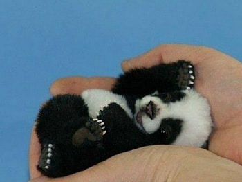 REAL OR NOT CUTIE, PANDA, CUTE, HAND, ANIMAL HD wallpaper