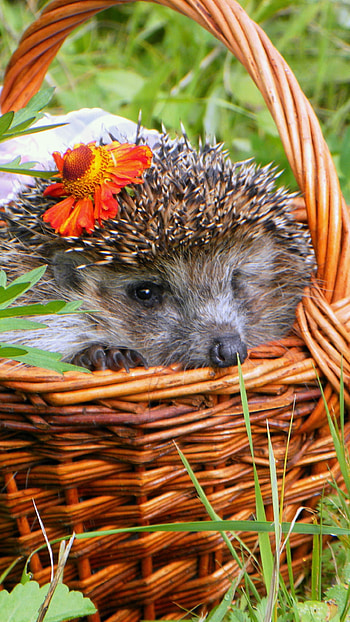 basket, Animal HD phone wallpaper