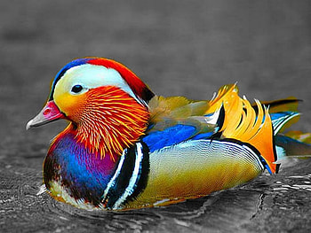 colorful, single, duck, lovely HD wallpaper