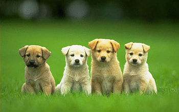 Beautiful dog , Stunning , Captivating , Dog lovers' delight HD wallpaper