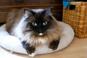 blueyes, basket, sitting, brown white, cat, beautiful, longhair HD wallpaper