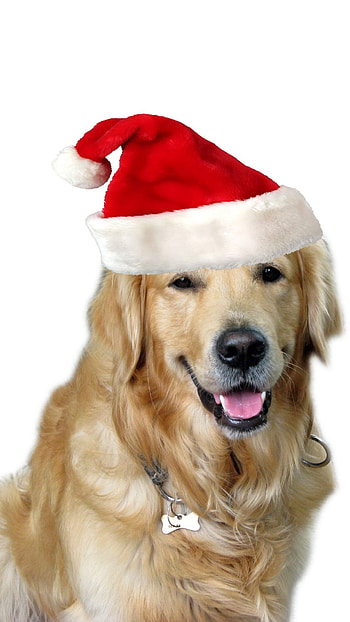 Christmas Dog, Christmas Aesthetic Dog HD phone wallpaper