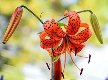 Tiger Lily, Lilies HD wallpaper