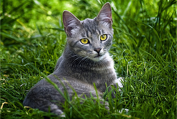 Animals, Grass, Cat, To Lie Down, Lie, Sight, Opinion HD wallpaper