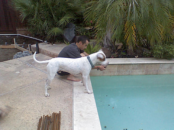 Kolohe, dogs, pitbulls, animals, pets HD wallpaper