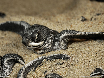 leatherback Turtle baby, frist look at the world, baby leatherback turtle HD wallpaper