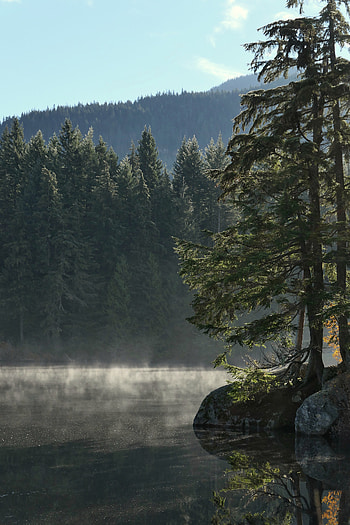 Nature, Water, Trees, Lake, Shore, Bank, Fog HD phone wallpaper