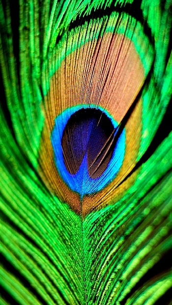 quad mobile peacock feather HD phone wallpaper