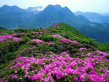 mountain scenery, pink, graphy, scenic, nature, flowers, mountain HD wallpaper