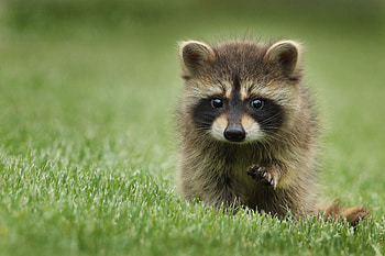 Animals, Grass, Muzzle, Stroll, Animal, Raccoon HD wallpaper