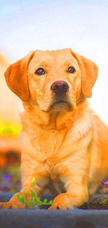 Aidi dog, Dog , Cute and playful HD phone wallpaper