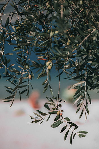 A vibrant olive tree branch with green olives in natural daylight, showcasing freshness and growth. HD phone wallpaper