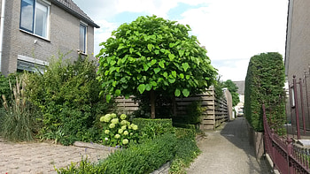 Catalpa bignonioides nana, Van den Berk Baumschulen HD wallpaper