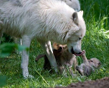 Taking Care, Wolves, animals, Wolf, nature, care, taking HD wallpaper