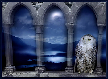 BLUE OWL NIGHT, night, blue, bird, moon, owl HD wallpaper