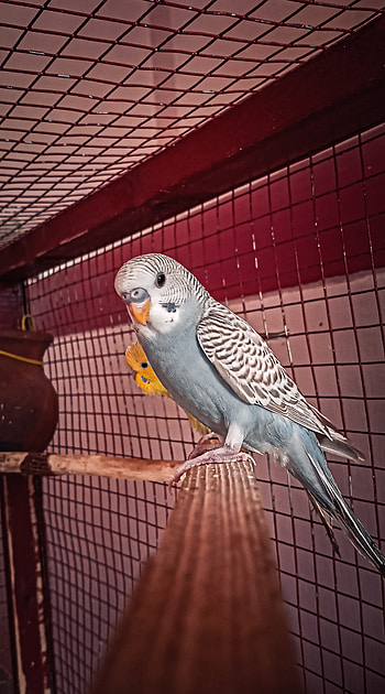 White Budgie, feather, beak HD phone wallpaper