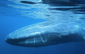 Blue Whale, background, Blue whale HD wallpaper