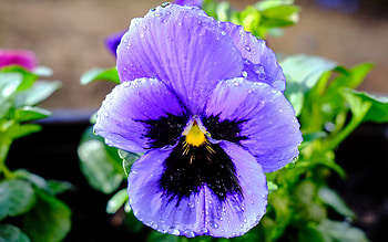 Pansy, nature, macro, flower HD wallpaper
