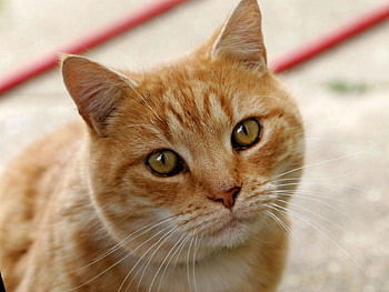 Animals, Cat, Muzzle, Striped, Sad HD wallpaper