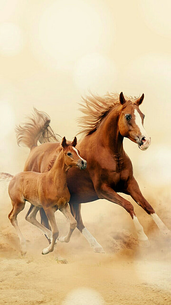 Running Horse . Mobile, Girly Horse HD phone wallpaper