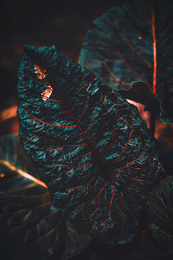 Plant, Macro, Dark, Close-Up, Leaflet, Veins HD phone wallpaper