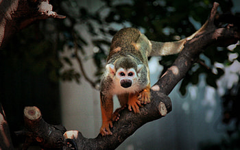 Animals, Sit, Branch, Monkey, Small HD wallpaper