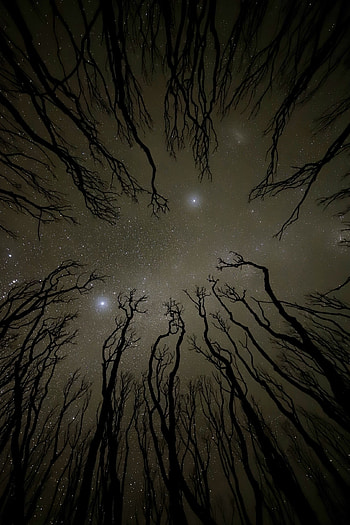 Nature, Trees, Silhouette, Starry Sky, Bottom View HD phone wallpaper