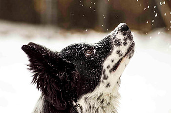 Border Collie, dog, winter, animal, white, black, snow, iarna, caine HD wallpaper