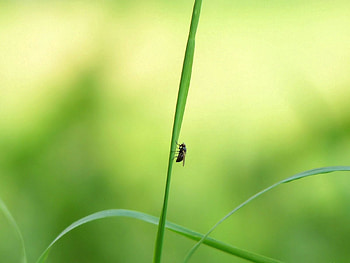 Grass, Macro, Glare, Light, Insect, Light Coloured HD wallpaper
