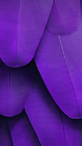Purple Color, Amazing Background HD phone wallpaper